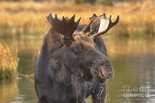 Moose Face Poster featuring the photograph Moose Smile by Adam Jewell