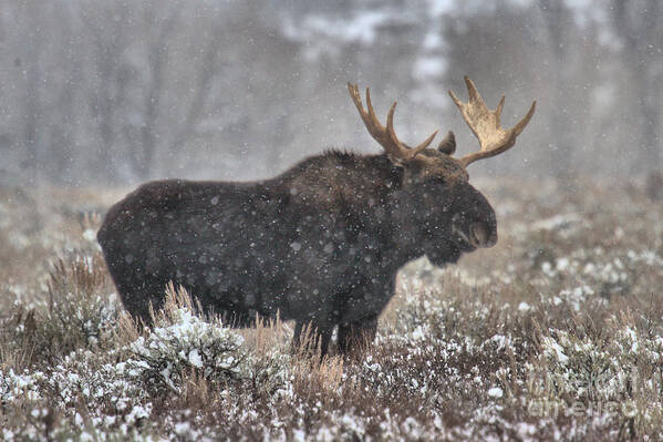 Moose Poster featuring the photograph Teton Snowy Moose by Adam Jewell