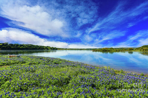 Austin Poster featuring the photograph Texas Bluebonnets by Raul Rodriguez