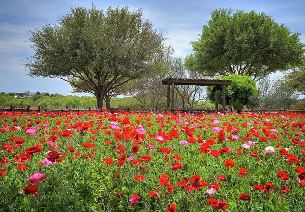 Texas Hill Country Poppies Poster featuring the photograph Texas Hill Country Poppies by Lynn Bauer