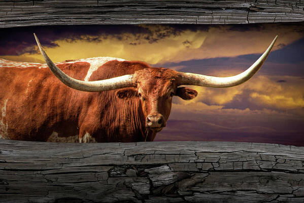 Longhorn Poster featuring the photograph Texas Longhorn Steer at Sunset looking through the Fence Rails by Randall Nyhof
