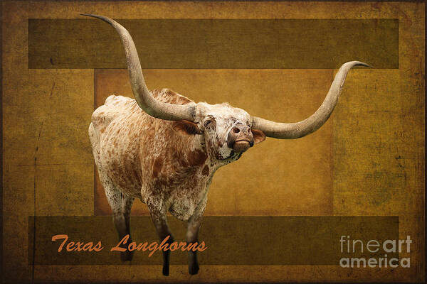 Longhorn Poster featuring the photograph Texas Longhorns by Ella Kaye Dickey