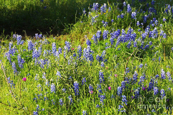 Nature Poster featuring the photograph Texas State Wildflower in Spring by Linda Phelps