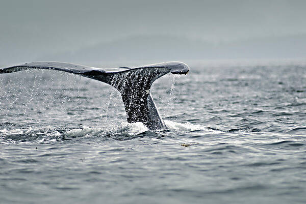 Whale Poster featuring the photograph Thar She Blows by Don Wolf