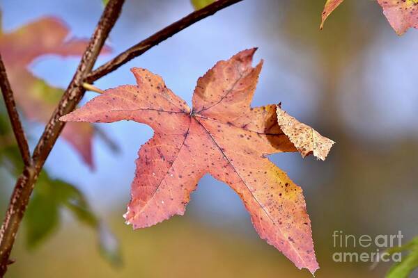 Autumn Poster featuring the photograph The Beauty of Fall by JL Images