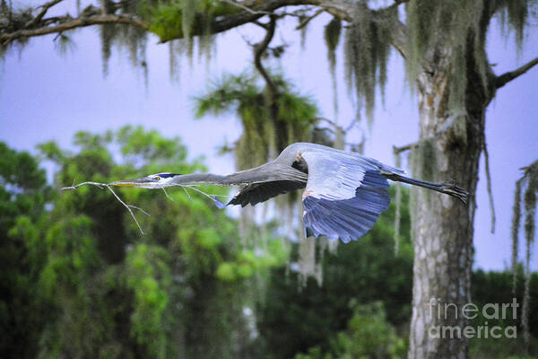 Great Blue Heron Poster featuring the photograph The Beauty of Flight by Quinn Sedam
