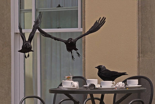 Bird Poster featuring the photograph The Birds by Rona Black