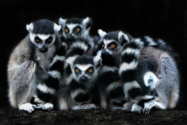 Eyes Poster featuring the photograph The Catta Gang by Joachim G Pinkawa