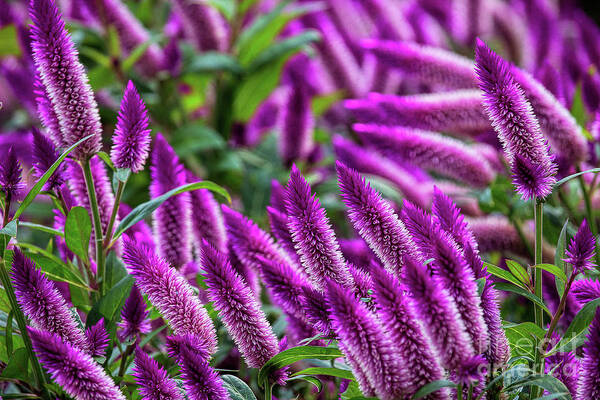 Purple Flowers; Purple Landscape; Poster featuring the photograph The Color Purple by Jim Garrison