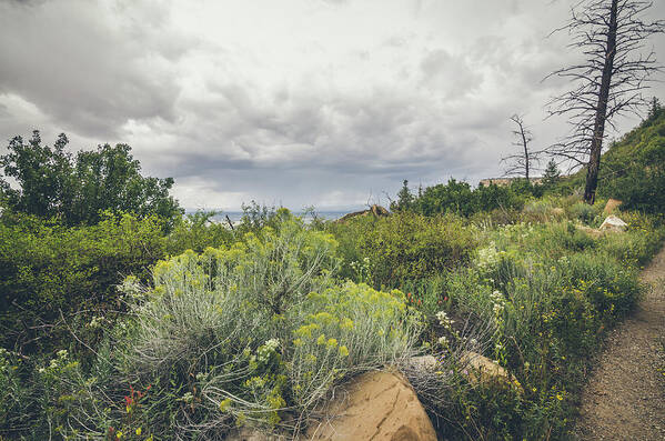 Landscape Poster featuring the photograph The Desert Comes Alive by Margaret Pitcher