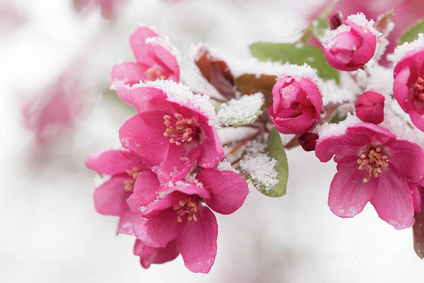 Spring Poster featuring the photograph The End of Winter by Ana V Ramirez