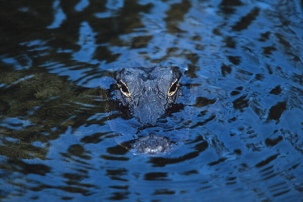 Amphibian Poster featuring the photograph The Eyes of a Florida Alligator by John Harmon