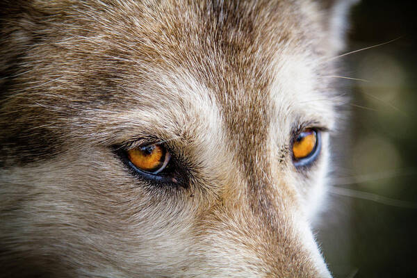 Animal Poster featuring the photograph The Eyes of a Great Grey Wolf by Teri Virbickis