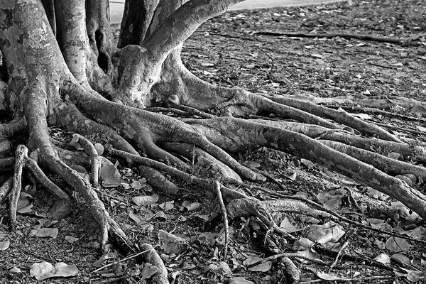 Banyan Poster featuring the photograph The Fingers-bw by Michiale Schneider