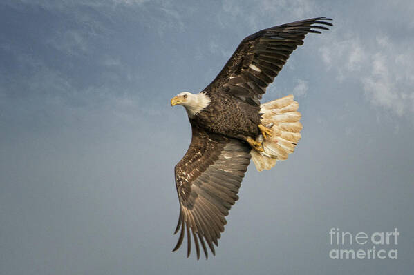 Bald Eagle Poster featuring the photograph The Flight by Craig Leaper