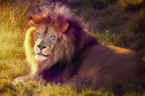 Lion Poster featuring the photograph The glorious king by Camille Lopez