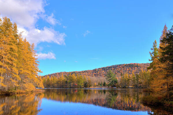 Landscape Poster featuring the photograph The Golden Tamaracks of Woodcraft Camp by David Patterson