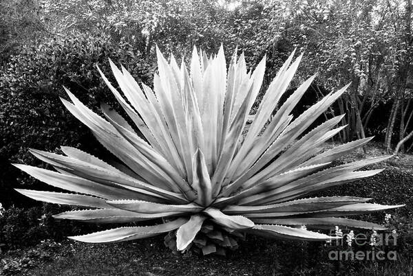 Agave Poster featuring the photograph The Great Agave by David Lee Thompson