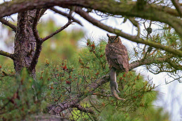 Great Horned Owl Poster featuring the photograph The Great Horned Owl and His Prey by Rick Berk