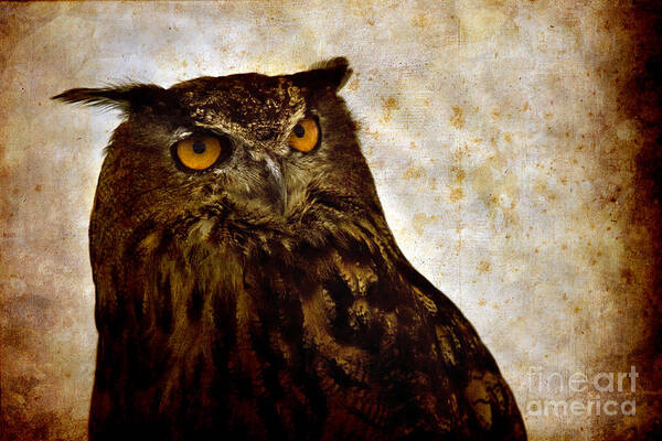 Great Owl Poster featuring the photograph The Great Owl by Ang El