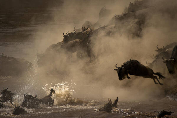 Nature Poster featuring the photograph The Great Wildebeest Migration by Adrian Wray