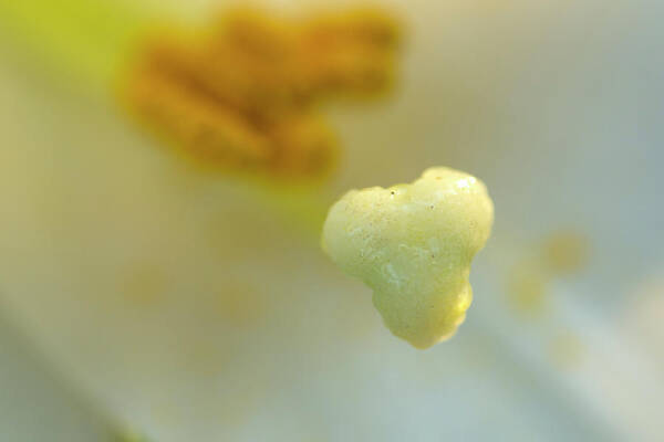 Lily Poster featuring the photograph The Heart of a Lily by Wanda Brandon