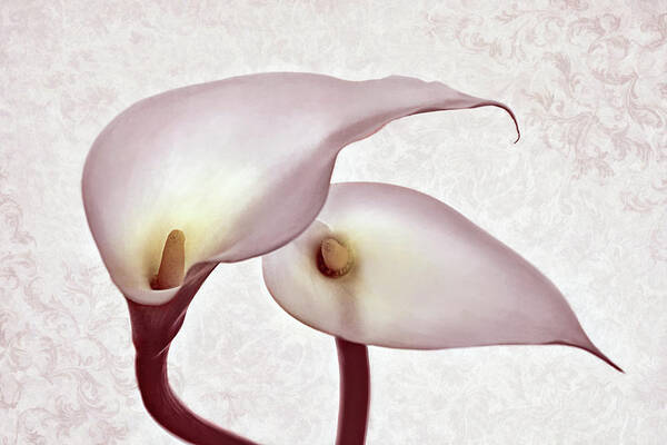 Calle Lilies Poster featuring the photograph The Heart of Lilies by Leda Robertson