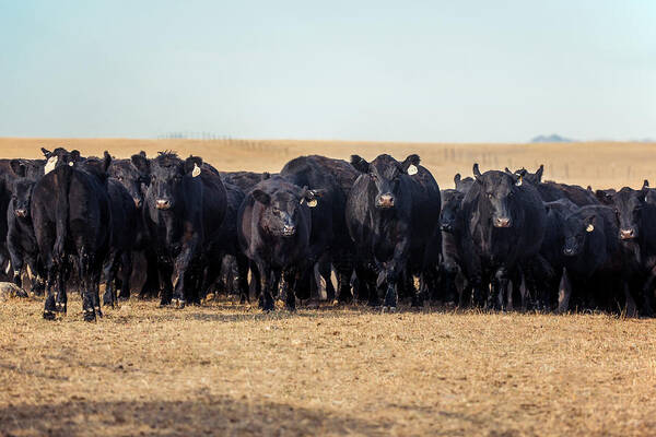 Cattle Poster featuring the photograph The Herd Rushes In by Todd Klassy