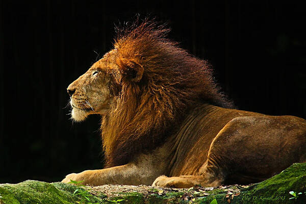 Lion Poster featuring the photograph The King by Peter Kennett