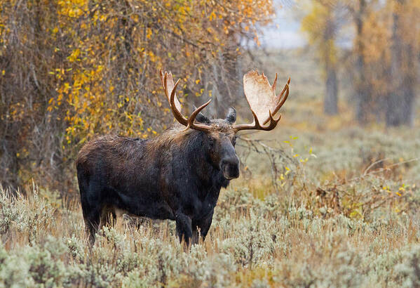 Moose Poster featuring the photograph The King by Shari Sommerfeld