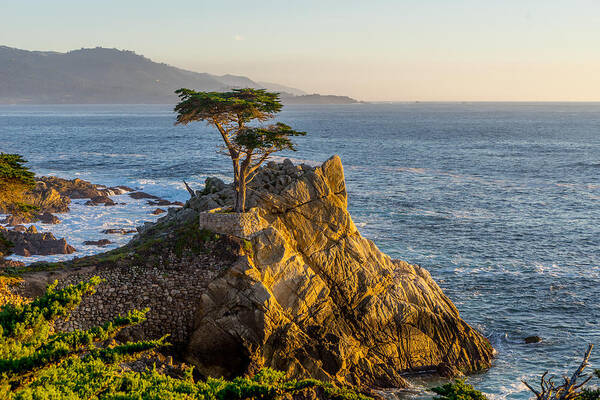 Pebble Beach Poster featuring the photograph The Lonely Cypress by Derek Dean