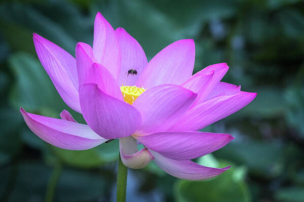 Lotus Poster featuring the photograph The Lotus and the Bee by Cindy Lark Hartman