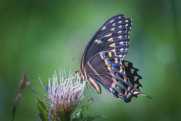 Photograph Poster featuring the photograph The Mattamuskeet Butterfly by Cindy Lark Hartman