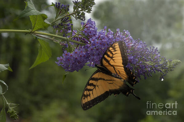 Tiger Swallowtail Poster featuring the photograph Tiger Swallowtail butterfly by Dan Friend