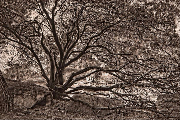 Tree Poster featuring the photograph The Nature of Trees in Sepia by Leda Robertson