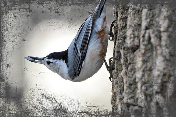  Poster featuring the photograph The Nuthatch 2 by Bonfire Photography