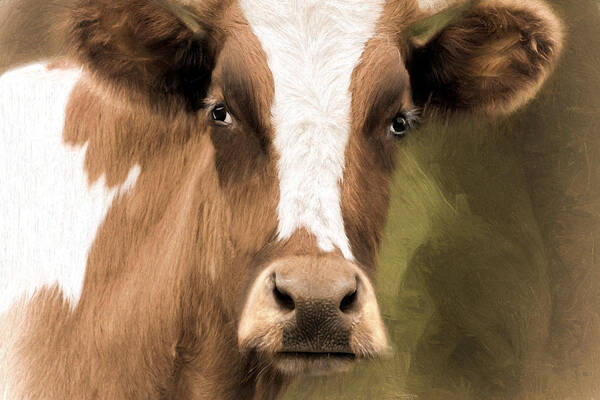 Ox Poster featuring the photograph OX by Robin-Lee Vieira