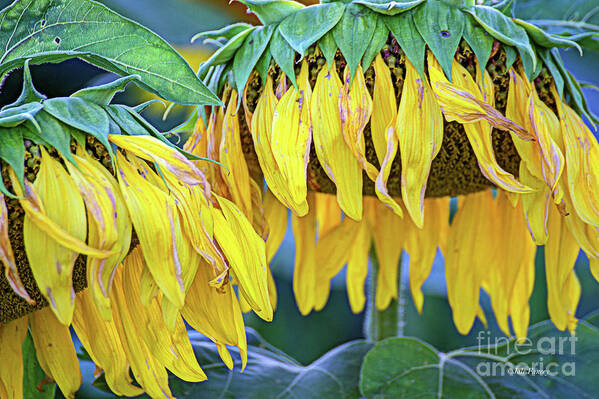 Sunflowers Poster featuring the photograph The Old Sunflowers by Jale Fancey