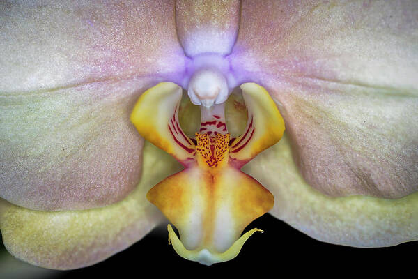 Orchid Poster featuring the photograph The Orchid by The Flying Photographer