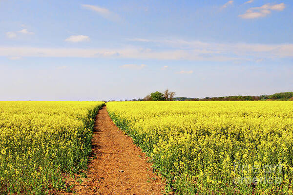 Canola Poster featuring the photograph The Path to Bosworth Field by John Edwards