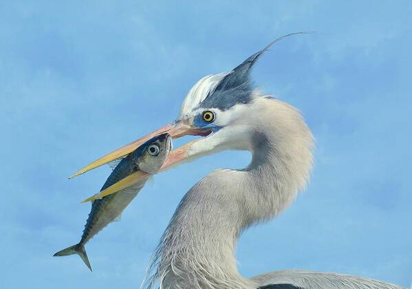 Great Blue Heron Poster featuring the photograph The Prize 7 by Fraida Gutovich