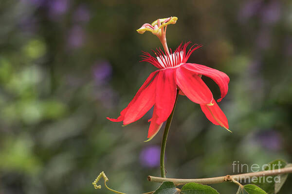 Plant Poster featuring the photograph The Red Passion Flower by Linda D Lester