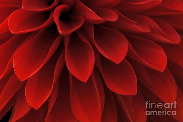 Red Poster featuring the photograph The Reddest Red by Patricia Strand