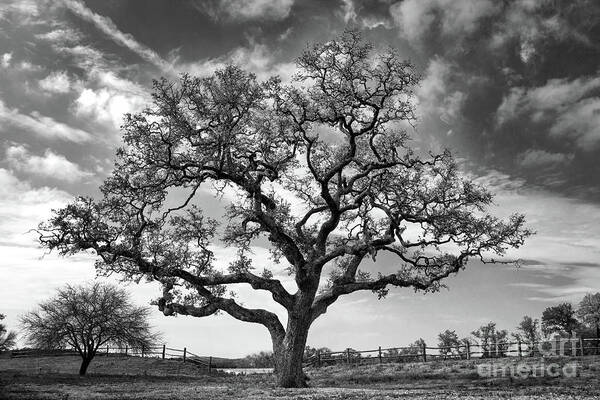 Texas Live Oak Poster featuring the photograph The Sentinel BW by Jemmy Archer