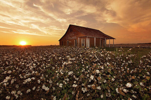 Cotton Poster featuring the photograph The Sharecropper Shack by Eilish Palmer