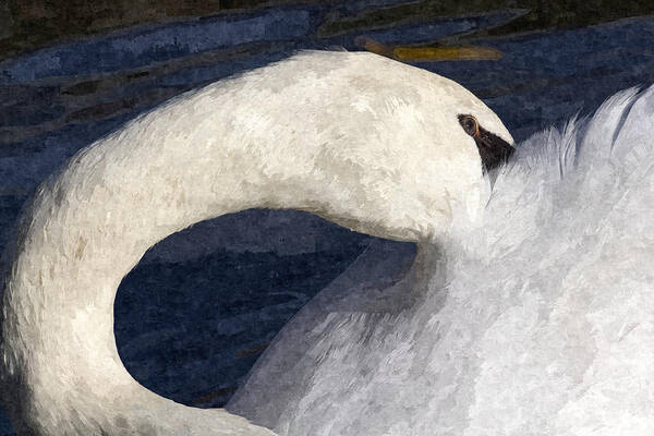 Swan Poster featuring the photograph The Shy Swan Art by David Pyatt