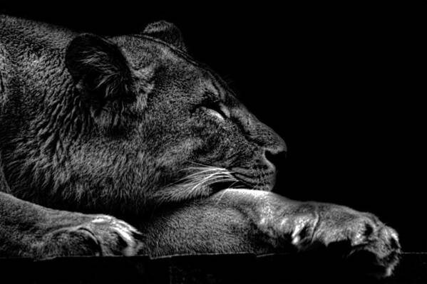 Lion Poster featuring the photograph The Sleeping Lion by Martin Newman