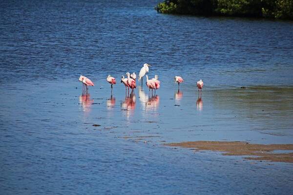 Pink Poster featuring the photograph The Spoonbill Legend Lingers III by Michiale Schneider