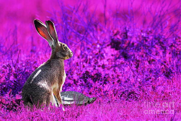 Year Of The Rabbit Poster featuring the photograph The Tortoise and the Hare . Magenta by Wingsdomain Art and Photography