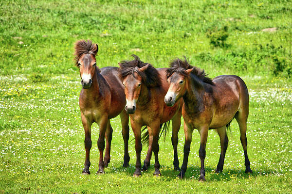 Animals Poster featuring the photograph The trio 3 by Ingrid Dendievel